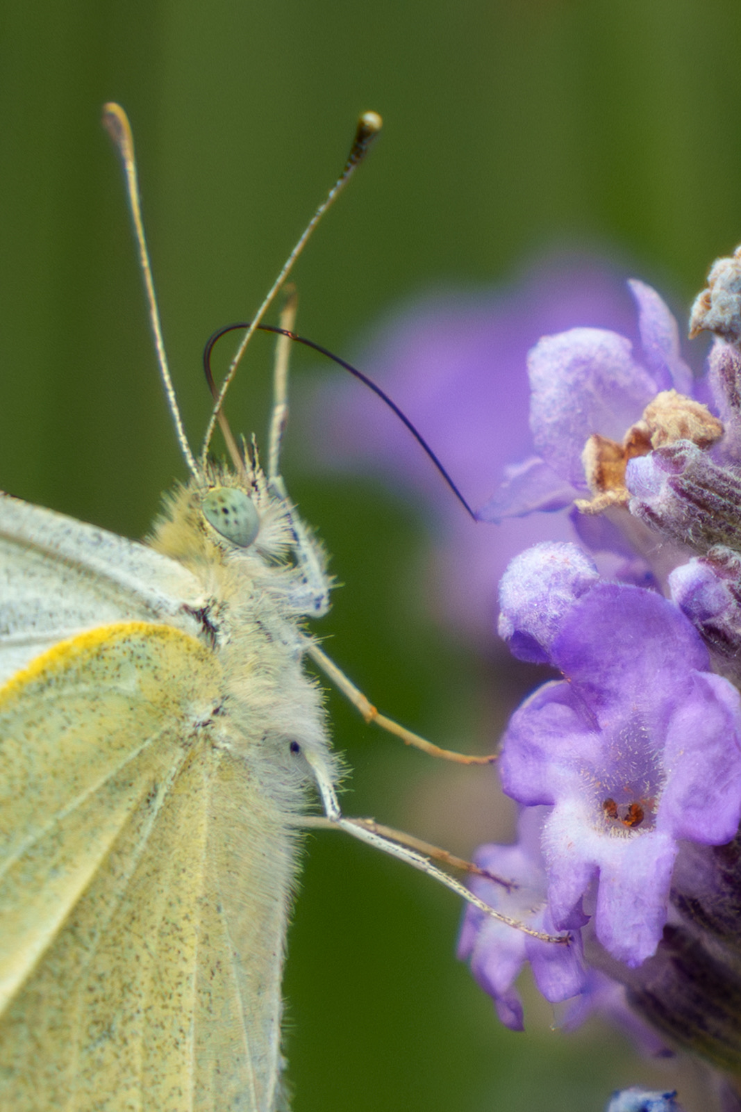 Sulphur butterfly on lavender